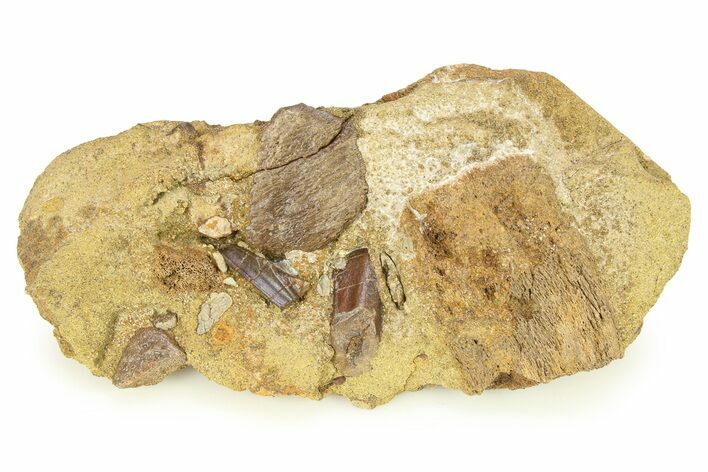 Sandstone with Hadrosaur Tooth and Bone Fragments - Wyoming #283698